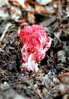 Coral Shroom Ramaria araiospora