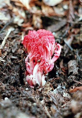 Coral Shroom Ramaria araiospora