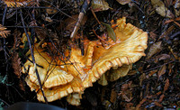 Sulfur shelf