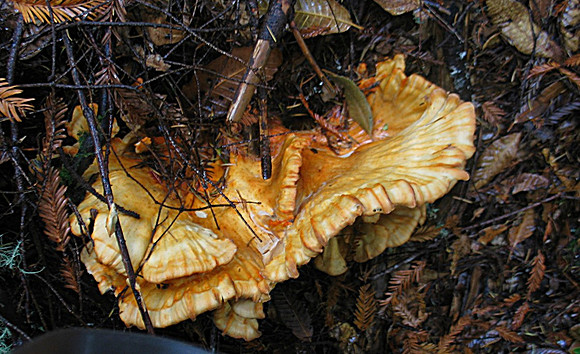 Sulfur shelf