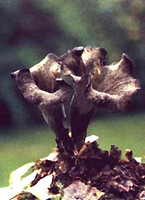 Craterellus cornucopioides, or horn of plenty