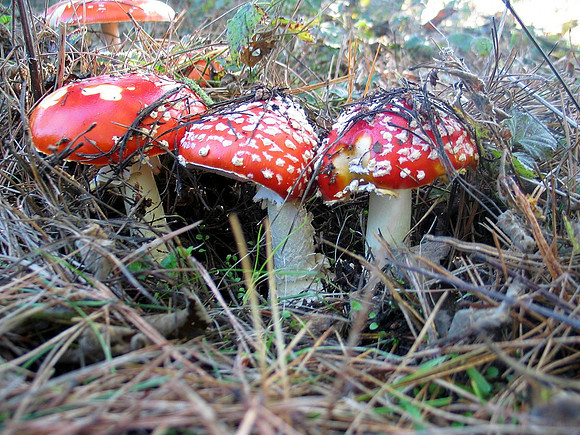 amanita muscaria