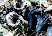 Craterellus cornucopioides, or horn of plenty