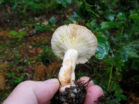 Lactarius vinaceorufescens