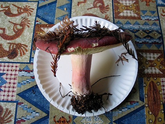 Russula xerampelina