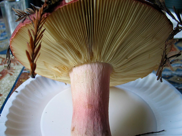 Russula xerampelina