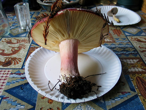 Russula xerampelina
