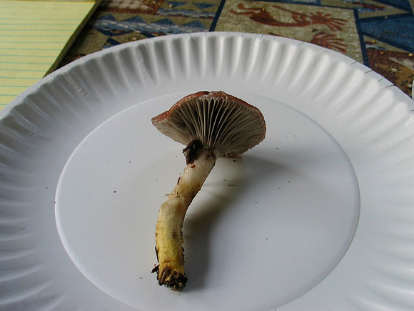 Hygrocybe flavipes