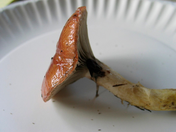 Hygrocybe flavipes