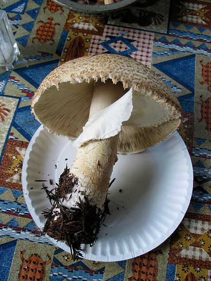 Agaricus augustus
