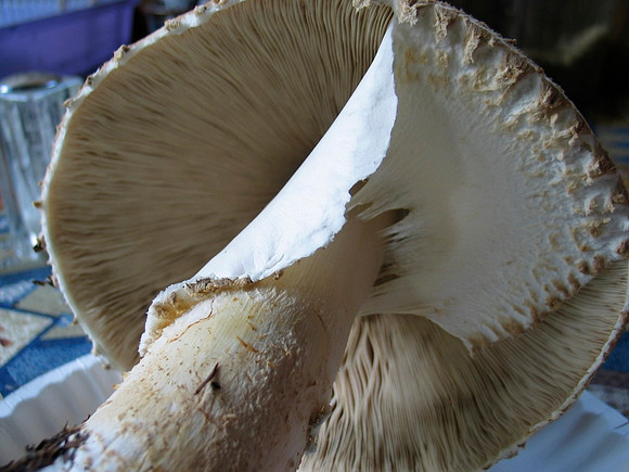 Agaricus augustus