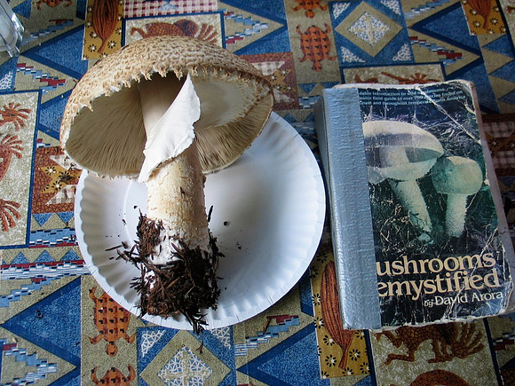Agaricus augustus