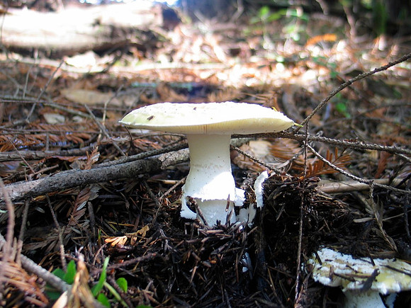 Possibly Amanita pantherina