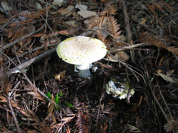Amanita pantherina?