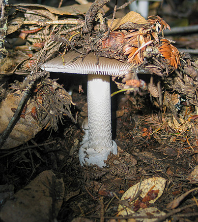 western grisette