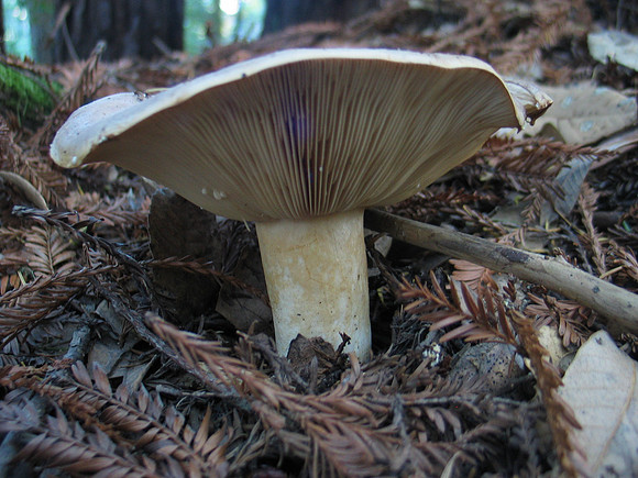 Lactarius pubescens