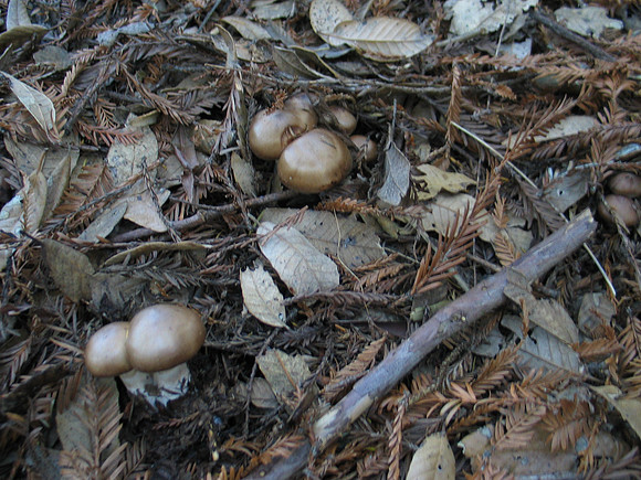 Possibly Western Grisette?