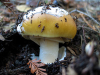 Mushrooms
