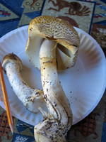 Agaricus augustus