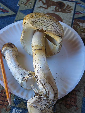 Agaricus augustus