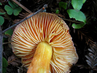 Hygrophorus puniceus