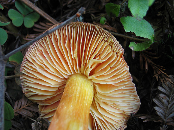 Hygrophorus puniceus