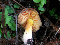 Hygrophorus puniceus