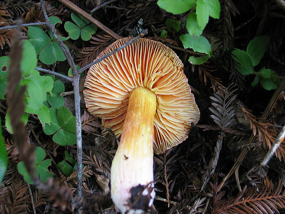 Hygrophorus puniceus