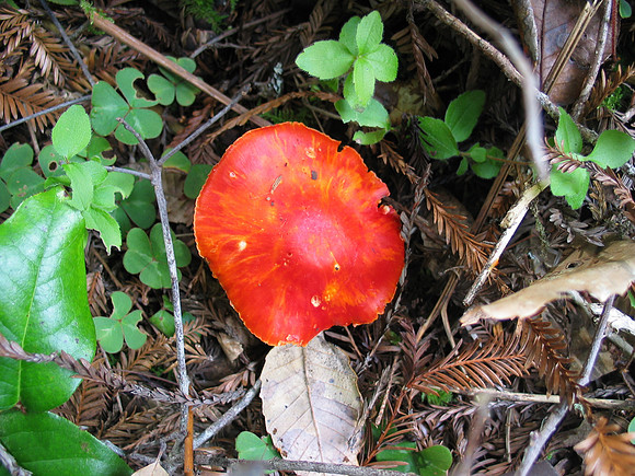 Hygrophorus puniceus