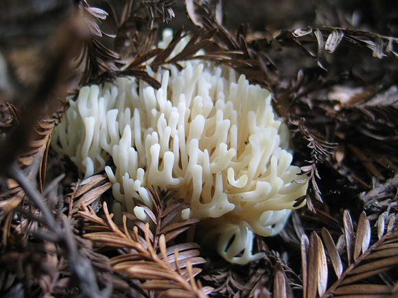 Ramariopsis kunzei