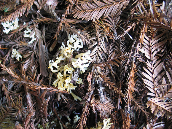 Ramariopsis kunzei
