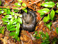 Craterellus cornucopioides