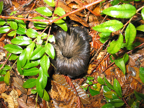 Craterellus cornucopioides