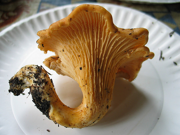 Cantharellus cibarius