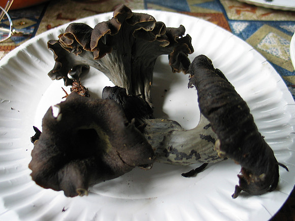 Craterellus cornucopioides