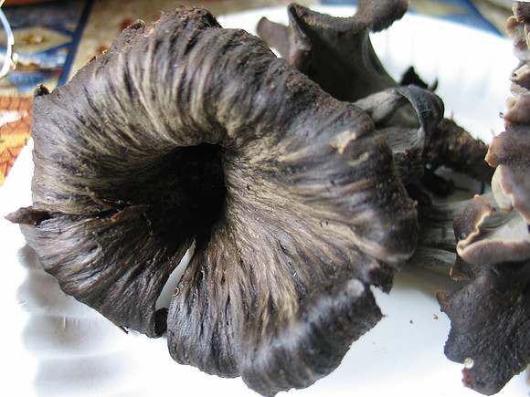 Craterellus cornucopioides