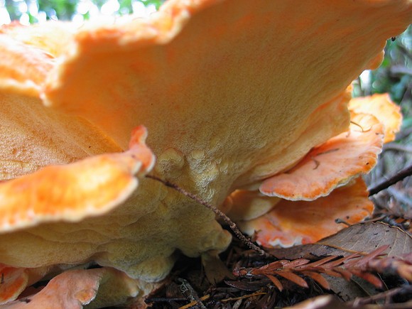 Sulphur Shelf (Laetiporus sulphureus)