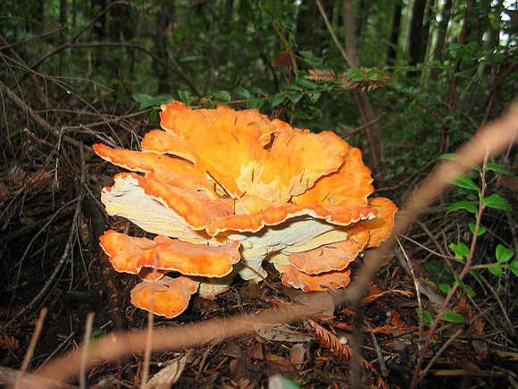 Sulphur Shelf (Laetiporus sulphureus)