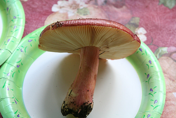 Russula xerampelina