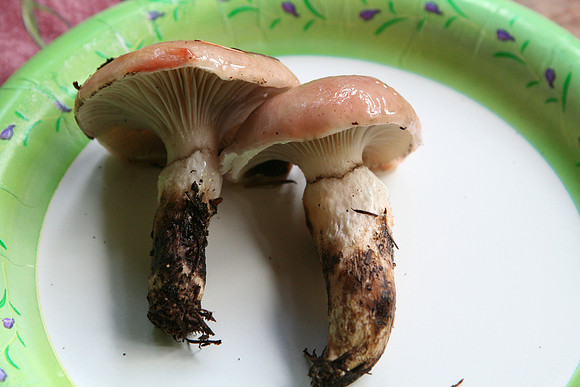 Gomphidius roseus