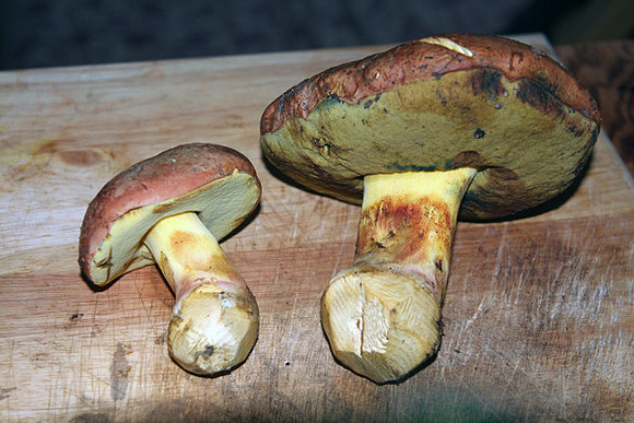 Boletus aereus