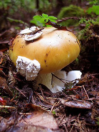 Amanita velosa