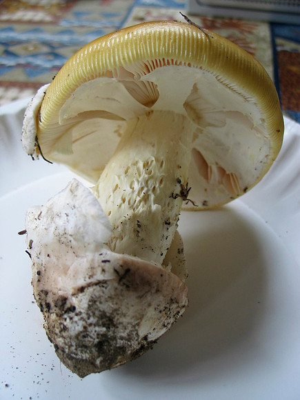 Possibly Amanita velosa