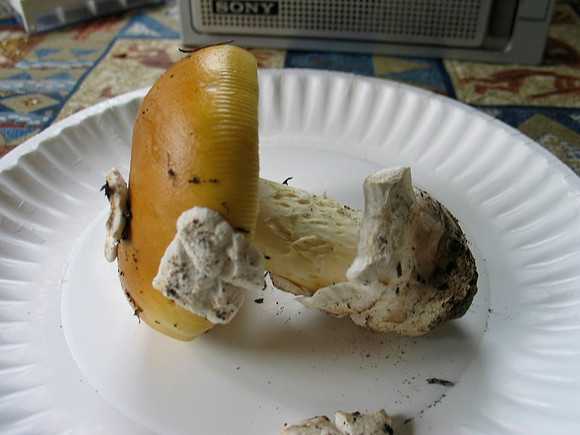 Amanita velosa