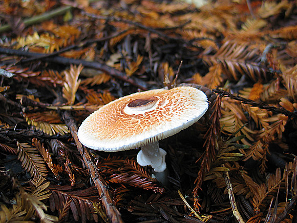 Amanita