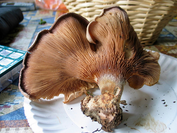 Pigs ear?