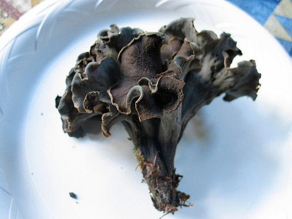 Black Trumpets under Tan Oak