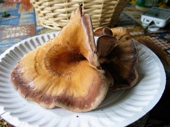 Pigs Ear?