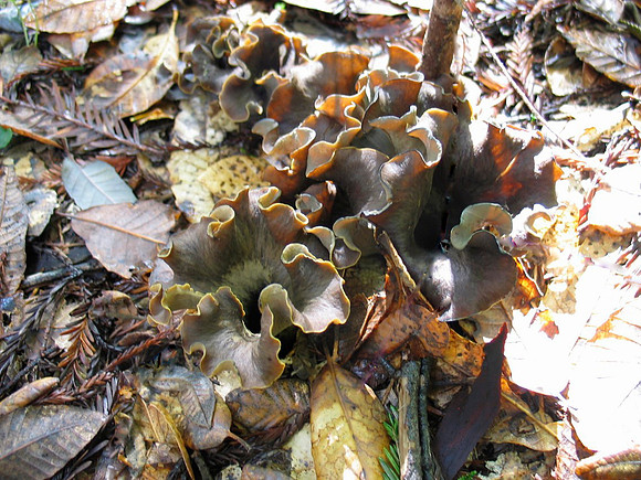 Craterellus cornucopioides