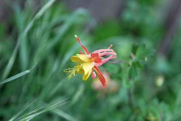 Columbine